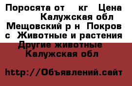 Поросята от 10 кг › Цена ­ 4 000 - Калужская обл., Мещовский р-н, Покров с. Животные и растения » Другие животные   . Калужская обл.